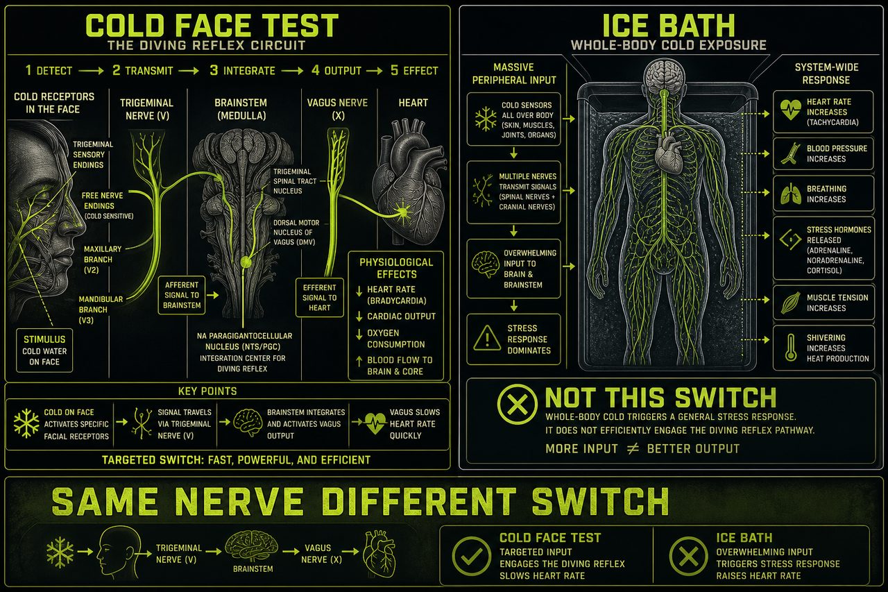 Two-panel schematic: face cold versus a plunge tub. Footer SAME NERVE DIFFERENT SWITCH. Schematic still, not a scan.