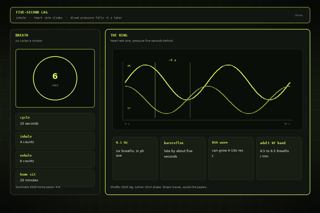 Dark lime drawing of a pulse sine with a blood-pressure line dipping five seconds later.